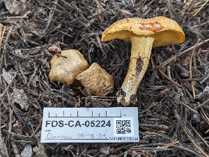  ( - FDS-CA-05224)  @11 [ ] c (2024) Andrew Claassen Fungal Diversity Survey