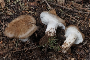  ( - FDS-CA-00803)  @11 [ ] by-nc (2024) Warren Cardimona Fungal Diversity Survey
