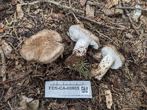  ( - FDS-CA-00803)  @11 [ ] by-nc (2024) Warren Cardimona Fungal Diversity Survey