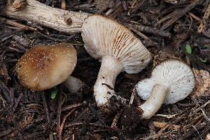  ( - FDS-CA-00679)  @11 [ ] by-nc (2024) Warren Cardimona Fungal Diversity Survey