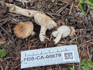  ( - FDS-CA-00679)  @11 [ ] by-nc (2024) Warren Cardimona Fungal Diversity Survey