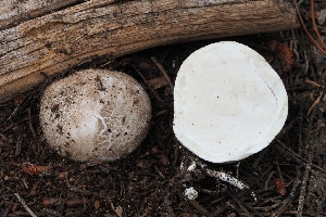  ( - FDS-CA-00682)  @11 [ ] by-nc (2024) Warren Cardimona Fungal Diversity Survey