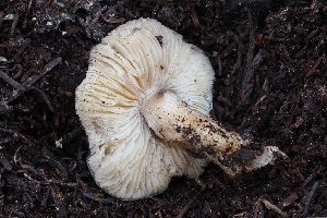  ( - FDS-CA-00804)  @11 [ ] by-nc (2024) Warren Cardimona Fungal Diversity Survey
