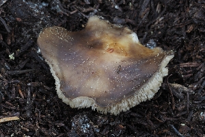  ( - FDS-CA-00804)  @11 [ ] by-nc (2024) Warren Cardimona Fungal Diversity Survey
