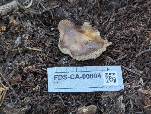  ( - FDS-CA-00804)  @11 [ ] by-nc (2024) Warren Cardimona Fungal Diversity Survey