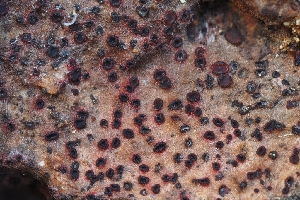  (Durella sp. CA01 - FDS-CA-00809)  @11 [ ] by-nc (2024) Warren Cardimona Fungal Diversity Survey