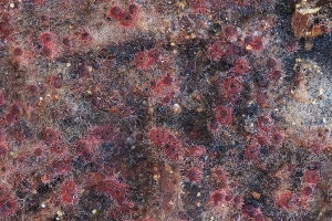  ( - FDS-CA-00809)  @11 [ ] by-nc (2024) Warren Cardimona Fungal Diversity Survey
