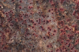  ( - FDS-CA-00809)  @11 [ ] by-nc (2024) Warren Cardimona Fungal Diversity Survey