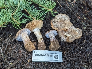  ( - FDS-CA-00899)  @11 [ ] by-nc (2024) Warren Cardimona Fungal Diversity Survey