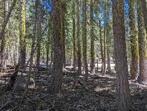  ( - FDS-CA-00899)  @11 [ ] by-nc (2024) Warren Cardimona Fungal Diversity Survey