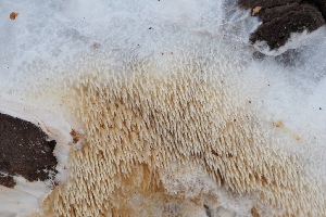  ( - FDS-CA-00806)  @11 [ ] by-nc (2024) Warren Cardimona Fungal Diversity Survey