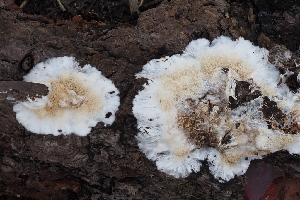  ( - FDS-CA-00806)  @11 [ ] by-nc (2024) Warren Cardimona Fungal Diversity Survey