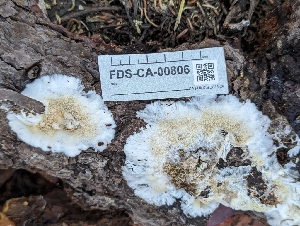  ( - FDS-CA-00806)  @11 [ ] by-nc (2024) Warren Cardimona Fungal Diversity Survey