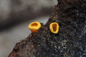  ( - FDS-CA-00819)  @11 [ ] by-nc (2024) Warren Cardimona Fungal Diversity Survey