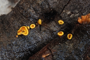  ( - FDS-CA-00819)  @11 [ ] by-nc (2024) Warren Cardimona Fungal Diversity Survey