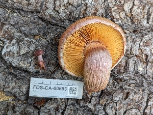  ( - FDS-CA-00683)  @11 [ ] by-nc (2024) Warren Cardimona Fungal Diversity Survey
