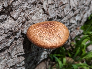  ( - FDS-CA-00683)  @11 [ ] by-nc (2024) Warren Cardimona Fungal Diversity Survey