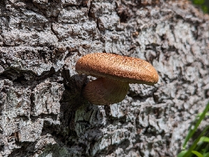  ( - FDS-CA-00683)  @11 [ ] by-nc (2024) Warren Cardimona Fungal Diversity Survey