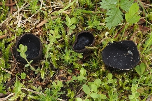  (Pseudoplectania sp. CA03 - FDS-CA-00689)  @11 [ ] by-nc (2024) Warren Cardimona Fungal Diversity Survey