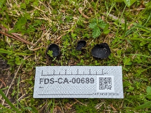 ( - FDS-CA-00689)  @11 [ ] by-nc (2024) Warren Cardimona Fungal Diversity Survey