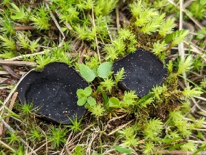  ( - FDS-CA-00689)  @11 [ ] by-nc (2024) Warren Cardimona Fungal Diversity Survey