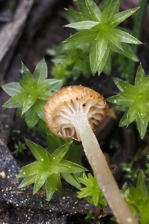  ( - FDS-CA-00823)  @11 [ ] by-nc (2024) Warren Cardimona Fungal Diversity Survey
