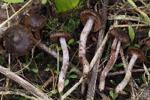  (Cortinarius tuolumnensis - FDS-CA-00691)  @11 [ ] by-nc (2024) Warren Cardimona Fungal Diversity Survey