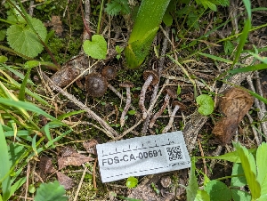  ( - FDS-CA-00691)  @11 [ ] by-nc (2024) Warren Cardimona Fungal Diversity Survey