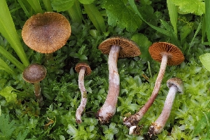  (Cortinarius gualalaensis - FDS-CA-00688)  @11 [ ] by-nc (2024) Warren Cardimona Fungal Diversity Survey
