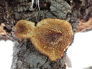  ( - FDS-CA-02493)  @11 [ ] by-nc (2024) Jaren Hockert Fungal Diversity Survey