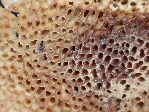  ( - FDS-CA-02493)  @11 [ ] by-nc (2024) Jaren Hockert Fungal Diversity Survey