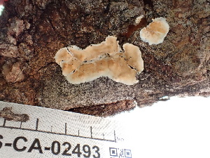  ( - FDS-CA-02493)  @11 [ ] by-nc (2024) Jaren Hockert Fungal Diversity Survey