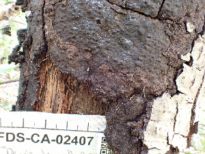  (Biscogniauxia - FDS-CA-02407)  @11 [ ] by-nc (2024) Jaren Hockert Fungal Diversity Survey