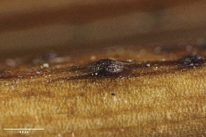  ( - FDS-CA-01684)  @11 [ ] c (2024) Rudy Diaz Fungal Diversity Survey