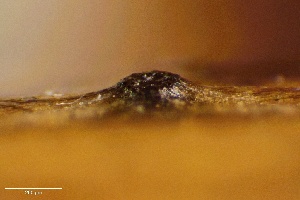  ( - FDS-CA-01684)  @11 [ ] c (2024) Rudy Diaz Fungal Diversity Survey