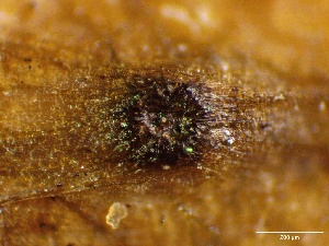  ( - FDS-CA-01684)  @11 [ ] c (2024) Rudy Diaz Fungal Diversity Survey