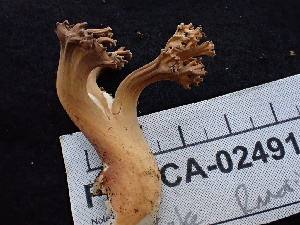  ( - FDS-CA-02491)  @11 [ ] by-nc (2024) Jaren Hockert Fungal Diversity Survey