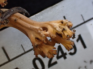  ( - FDS-CA-02491)  @11 [ ] by-nc (2024) Jaren Hockert Fungal Diversity Survey