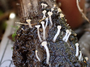  (Crocicreas sp. CA07 - FDS-CA-02410)  @11 [ ] by-nc (2024) Jaren Hockert Fungal Diversity Survey