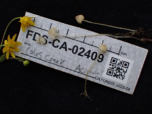  (Hemimycena sp. CA11 - FDS-CA-02409)  @11 [ ] by-nc (2024) Jaren Hockert Fungal Diversity Survey