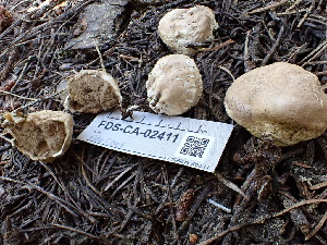  ( - FDS-CA-02411)  @11 [ ] by-nc (2024) Jaren Hockert Fungal Diversity Survey
