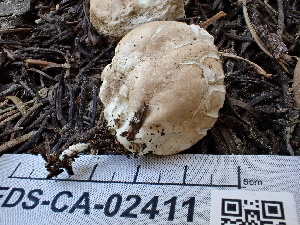  ( - FDS-CA-02411)  @11 [ ] by-nc (2024) Jaren Hockert Fungal Diversity Survey