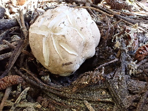  ( - FDS-CA-02411)  @11 [ ] by-nc (2024) Jaren Hockert Fungal Diversity Survey