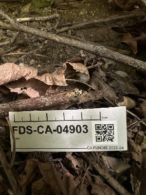  ( - FDS-CA-04903)  @11 [ ] c (2024) Rudy Diaz Fungal Diversity Survey