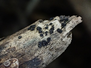  (Patellaria sp. atrata-CA01 - FDS-CA-04903)  @11 [ ] c (2024) Rudy Diaz Fungal Diversity Survey