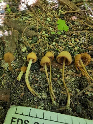  ( - FDS-CA-03860)  @11 [ ] by-nc (2024) Stu Pickell Fungal Diversity Survey
