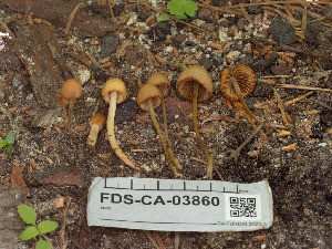  (Conocybe sp. semiglobata clade 4 - FDS-CA-03860)  @11 [ ] by-nc (2024) Stu Pickell Fungal Diversity Survey