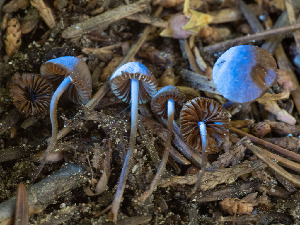  ( - FDS-CA-03854)  @11 [ ] by-nc (2024) Stu Pickell Fungal Diversity Survey