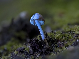  (Conocybe turkestanicus - FDS-CA-03854)  @11 [ ] by-nc (2024) Stu Pickell Fungal Diversity Survey