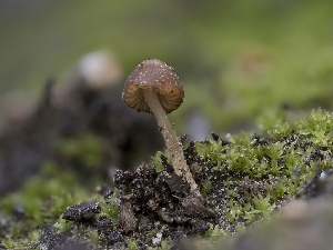  ( - FDS-CA-03854)  @11 [ ] by-nc (2024) Stu Pickell Fungal Diversity Survey